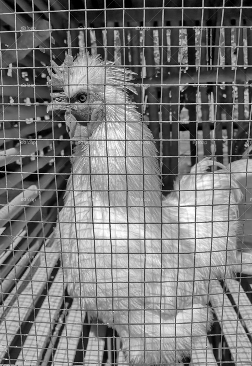 White Rooster in The Cage