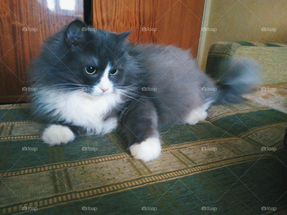 Gray fluffy homemade cat