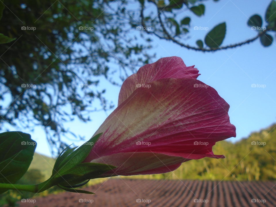 NATURE, LANDSCAPE, PLANTS, TREES.