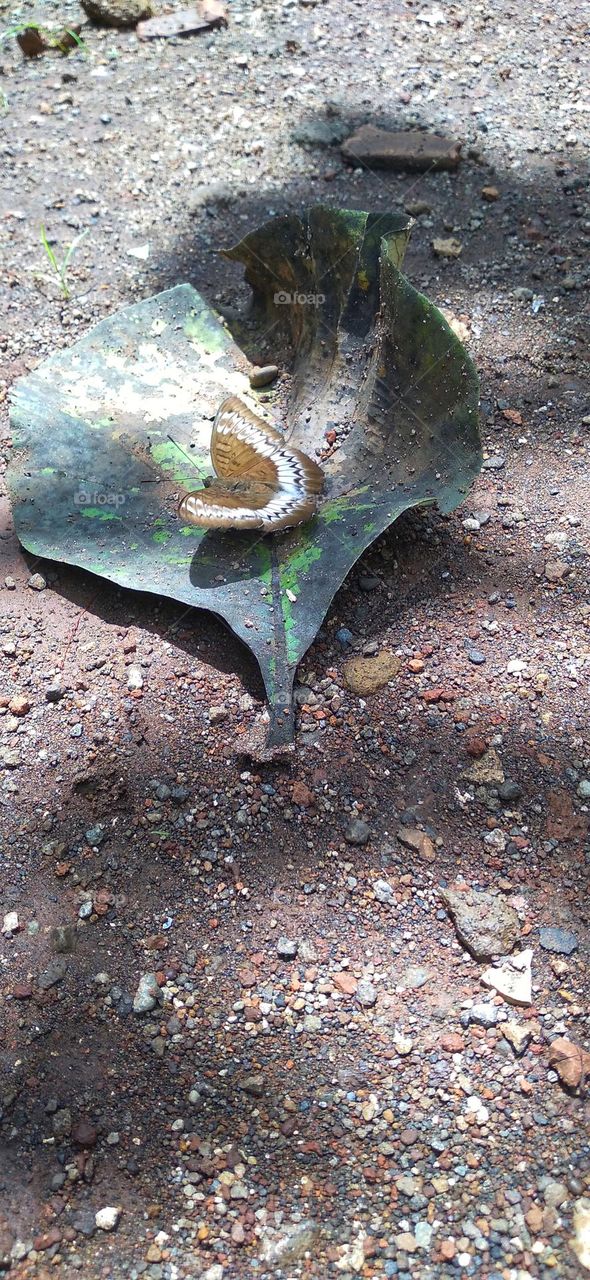 Beautiful butterfly perched on a leaf already on the ground