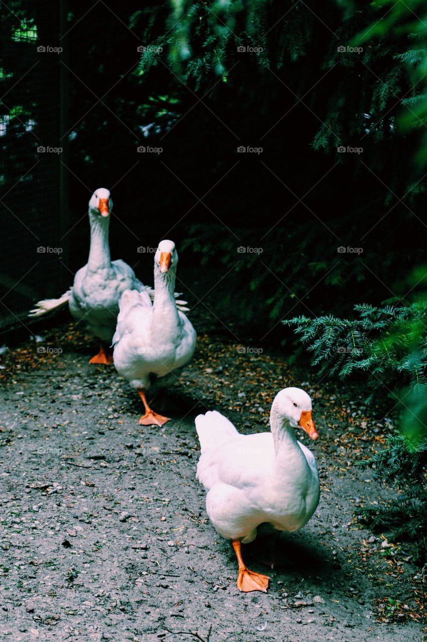 Three white birds walking in a park