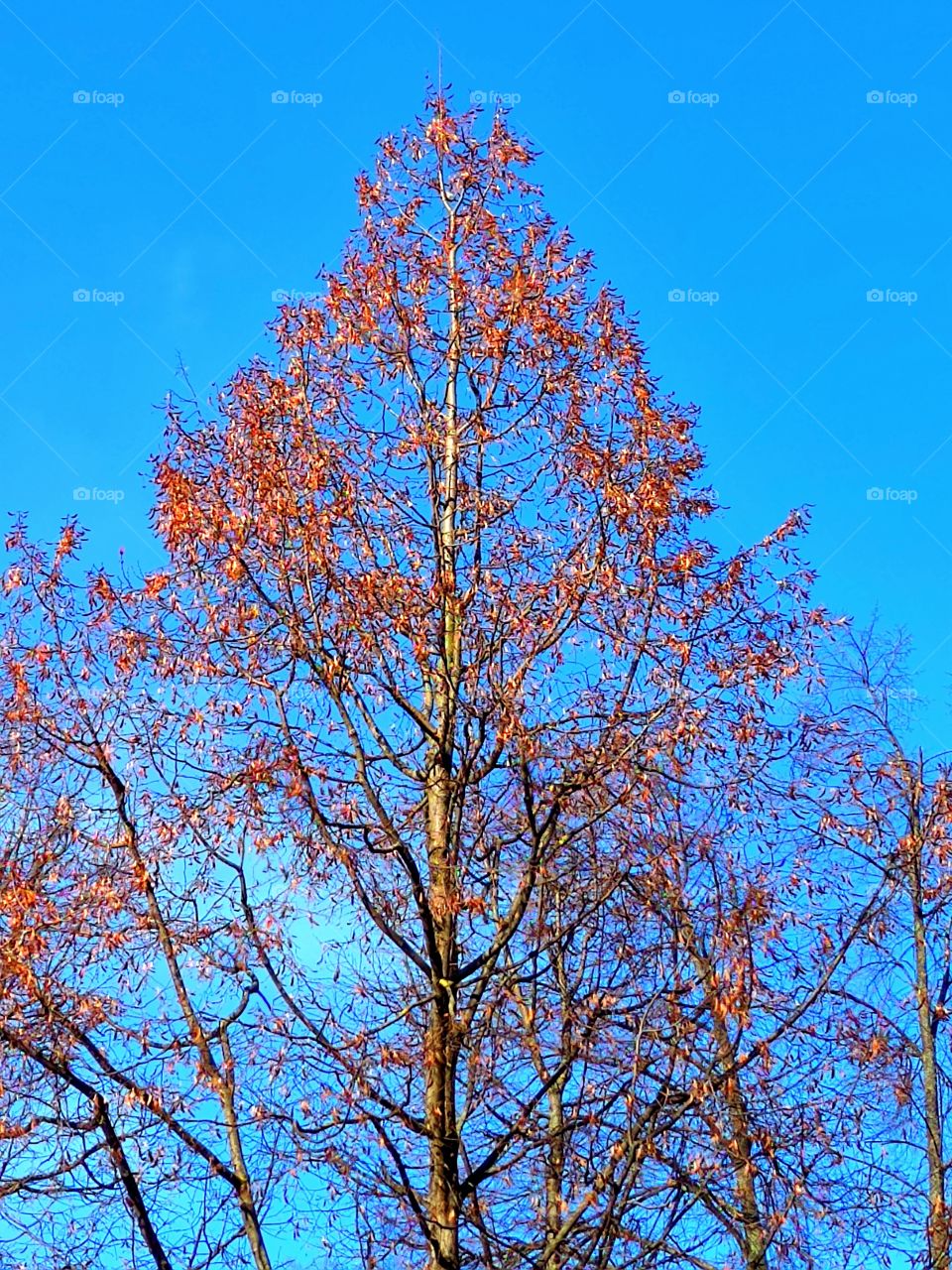 Late fall.  Sunny day.  Blue sky.  A tree with red leaves, the crown of which is triangular