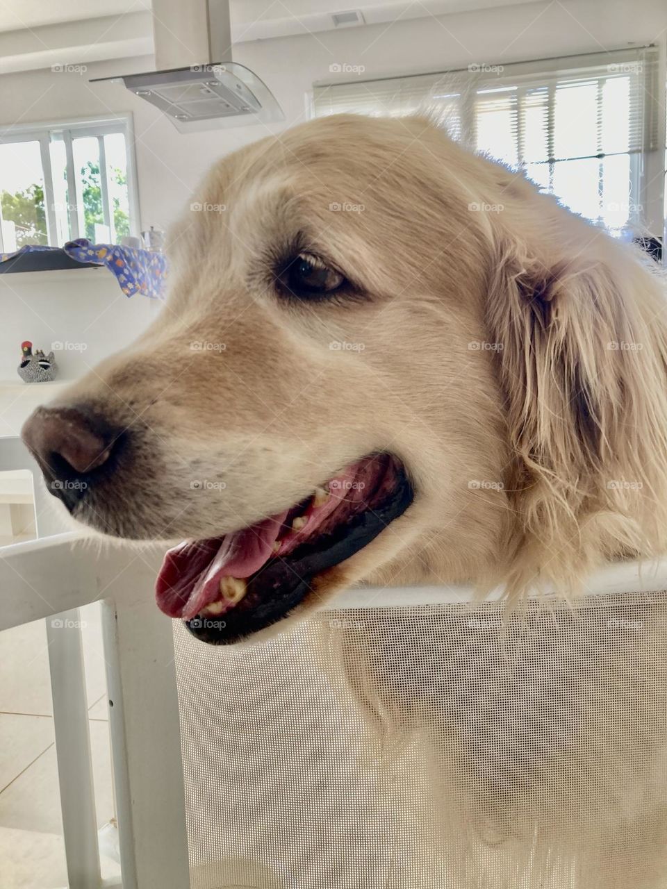 O nome desse #cachorro é Happy, e faz jus ao seu batismo: sempre está #feliz e #brincalhão!
Os #animais são realmente bons companheiros… o #cão, de fato, é o melhor amigo do #homem. 
🐶 
#dog #pet #golden