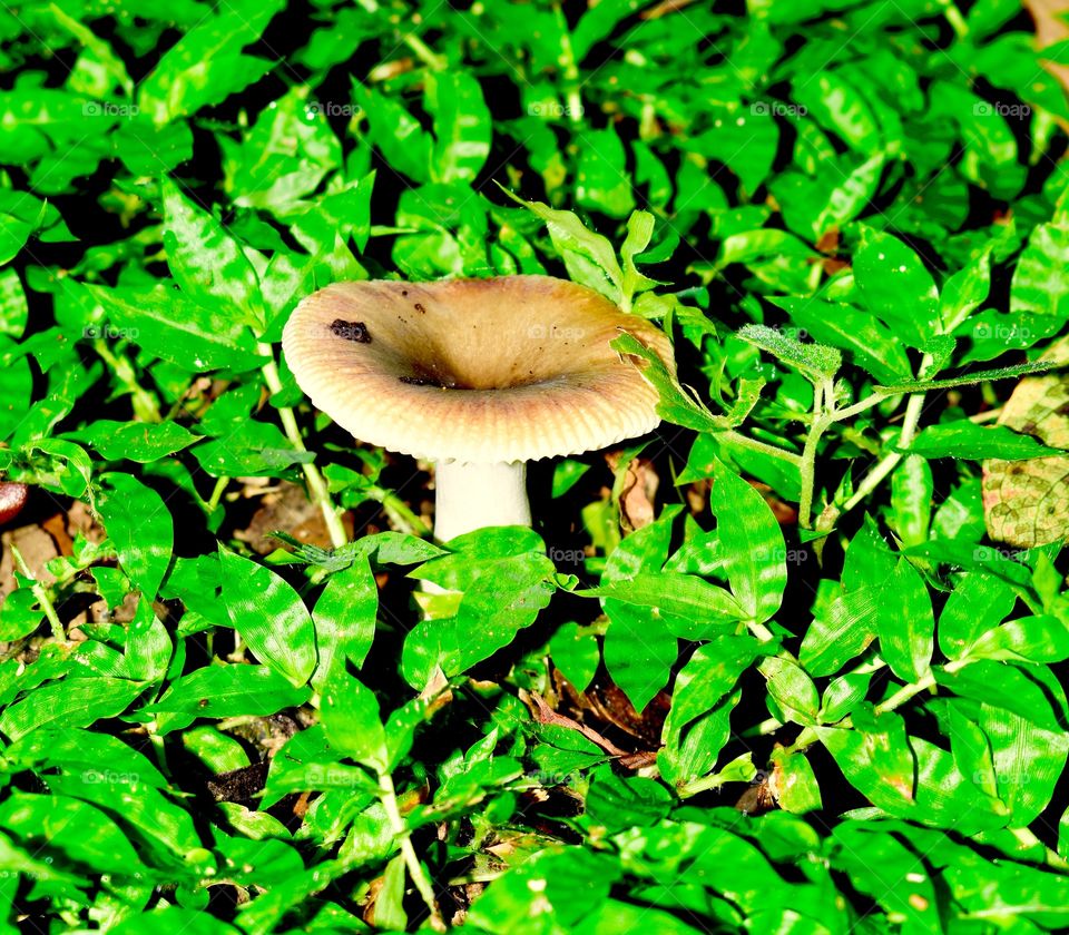 Mushroom