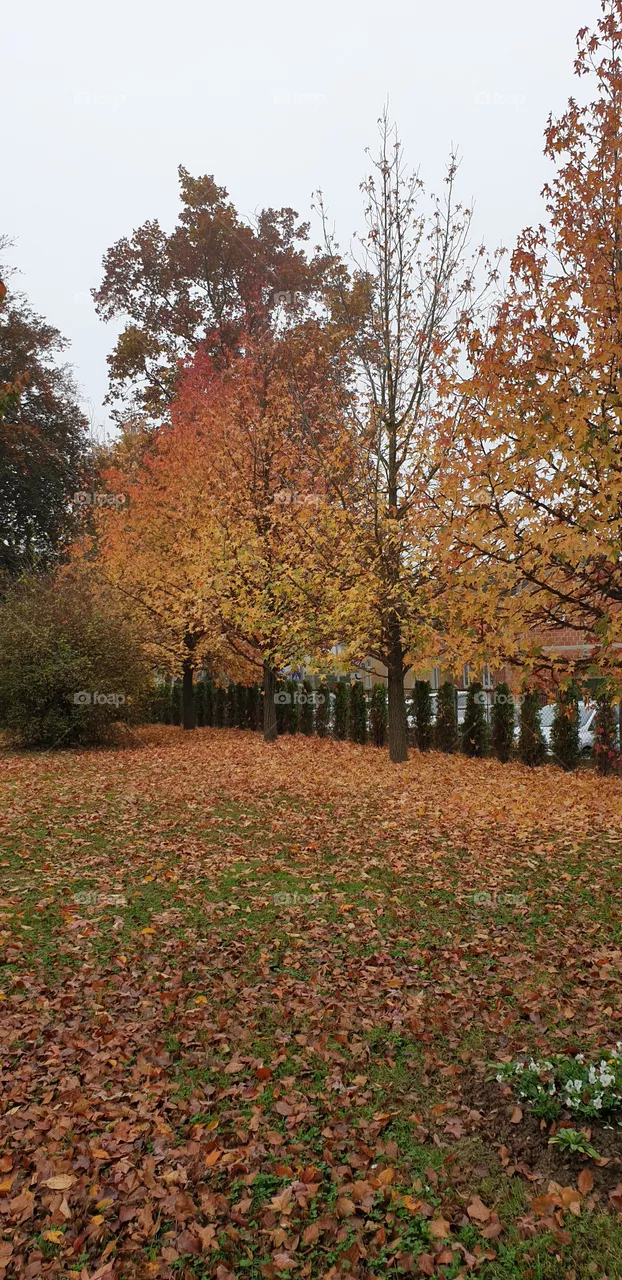Autumn