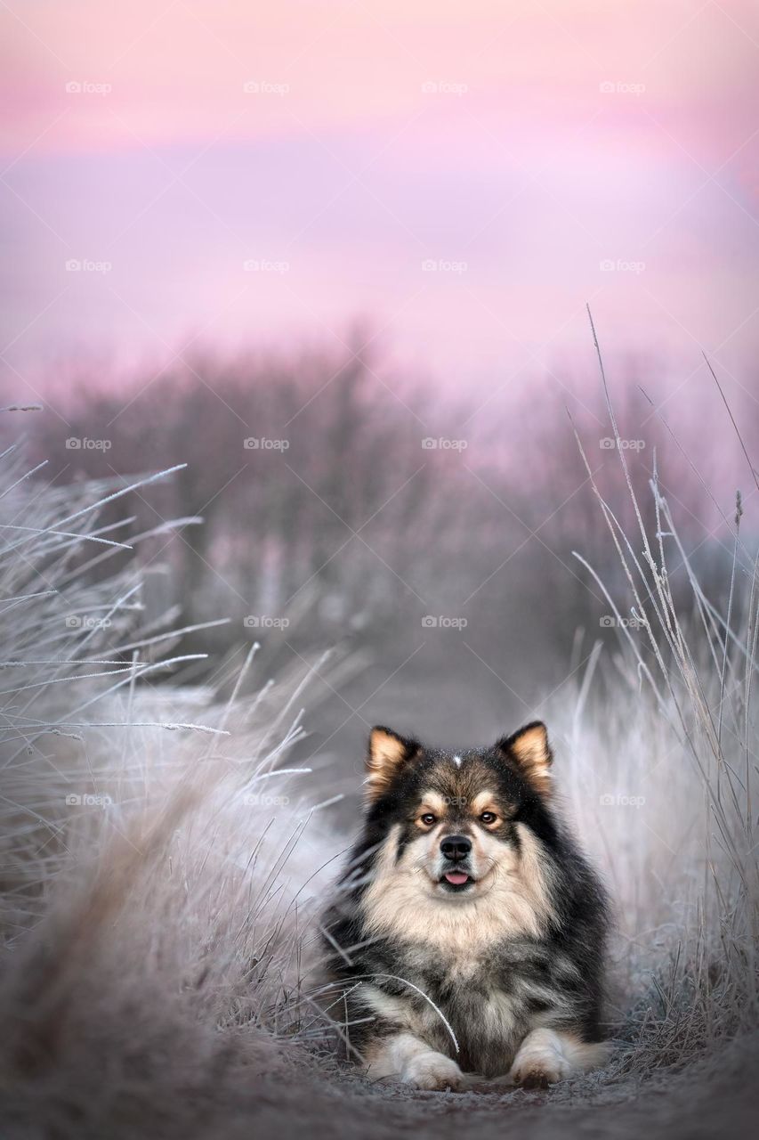 Portrait of a young Finnish Lapphund dog lying down outdoors 