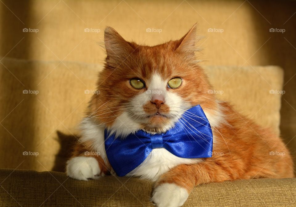 orange cat pet in the blue bow tie beautiful portrait resting home on a sofa in the sunlight and shadows