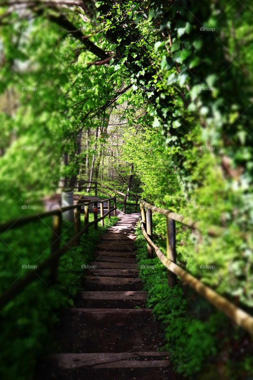 forest and people. Kyburg, Winterthur, Swizerland