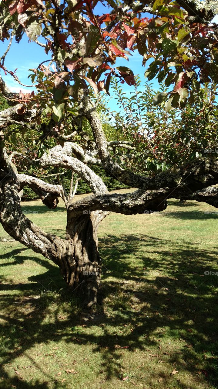 old Apple tree