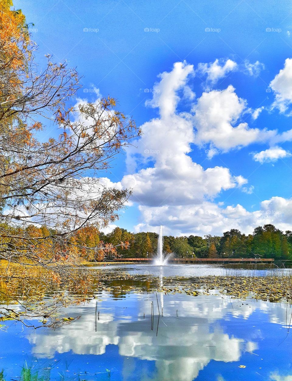 Blur sky, white clouds, and fall colors on  the trees on a beautiful day at Lake Lily Park.