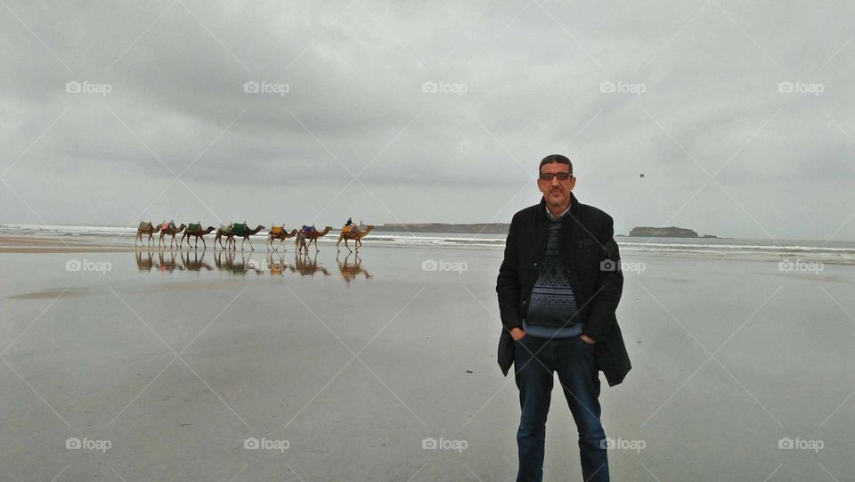 Camel caravan on a tour near the sea in Essaouira, Morocco