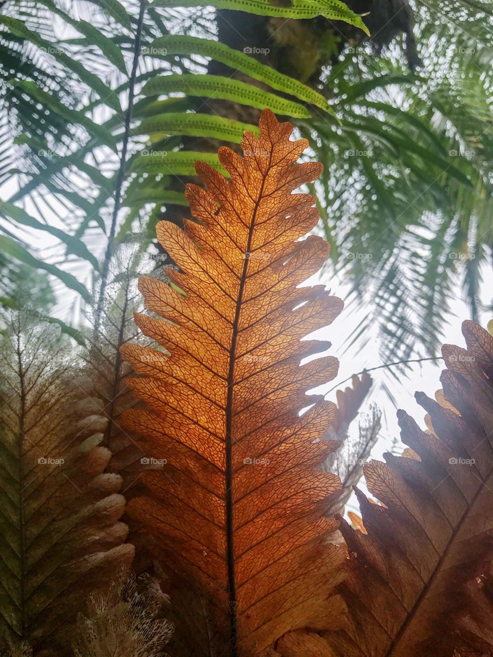 Stunning dried foliage allows veins like structures to naked eye..