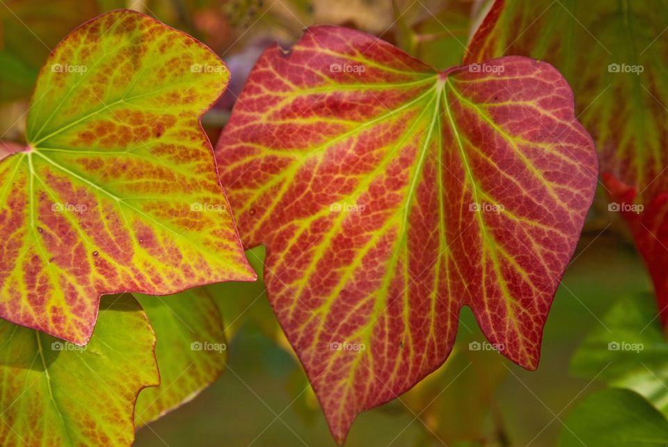 Autumn leaf