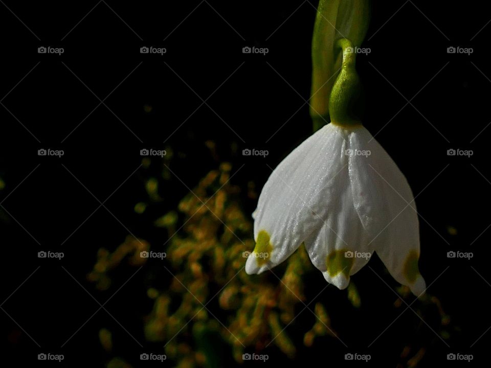 Snowdrop in the wilderness