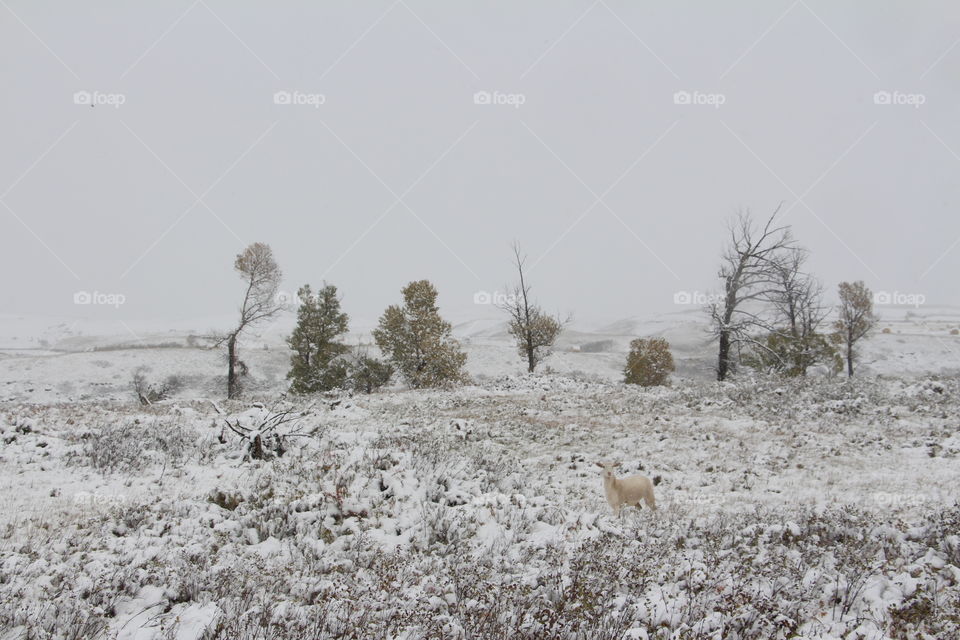 white lamb in the white snow with trees.