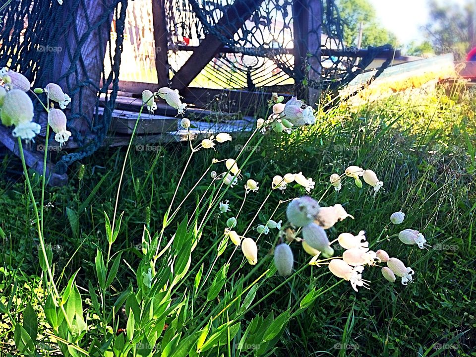 White wild flowers
