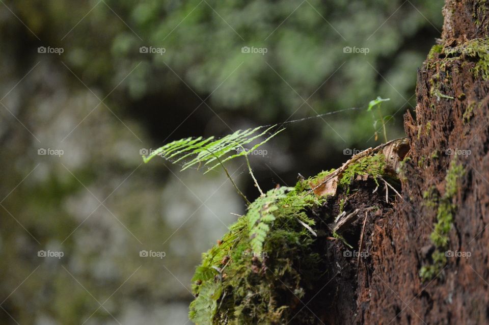 Hanging by a thread. 