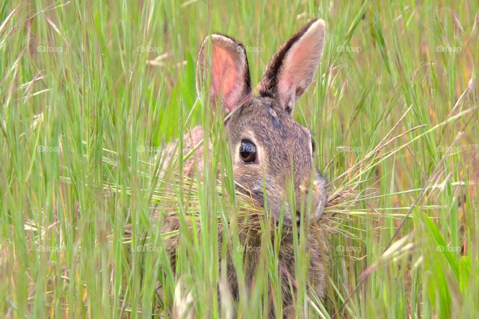 The Hungry Rabbit. Rabbit getting a mouthful of long grass