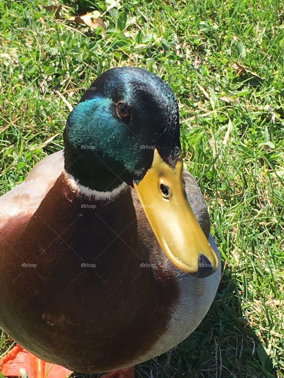 Just a Duck