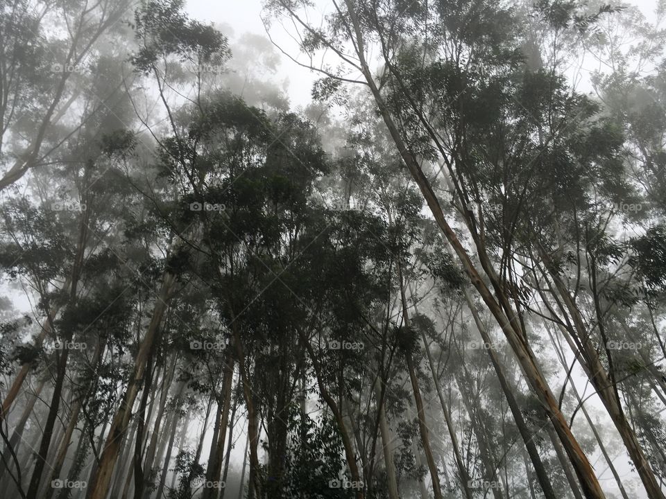 Low angle view of trees growing in foggy weather