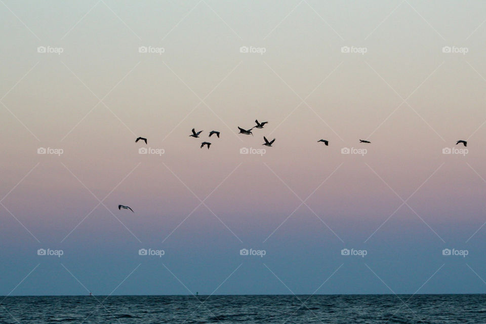 birds in flight at night
