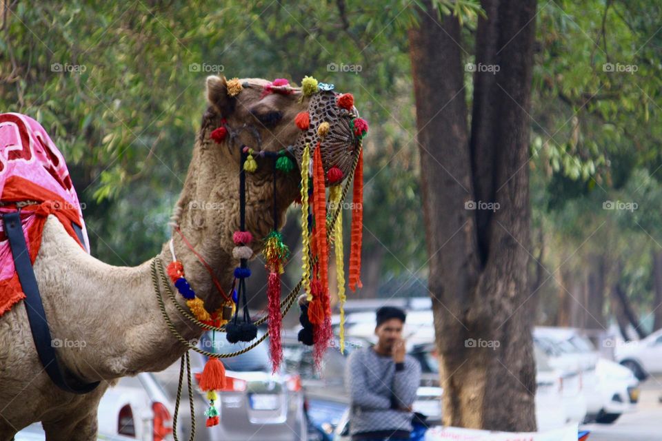 Indian Camel 🐪