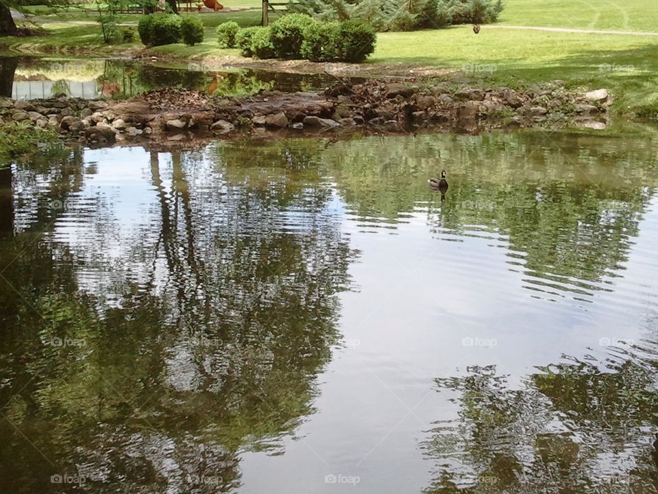 Reflecting Pond. A pond reflecting the trees around it.