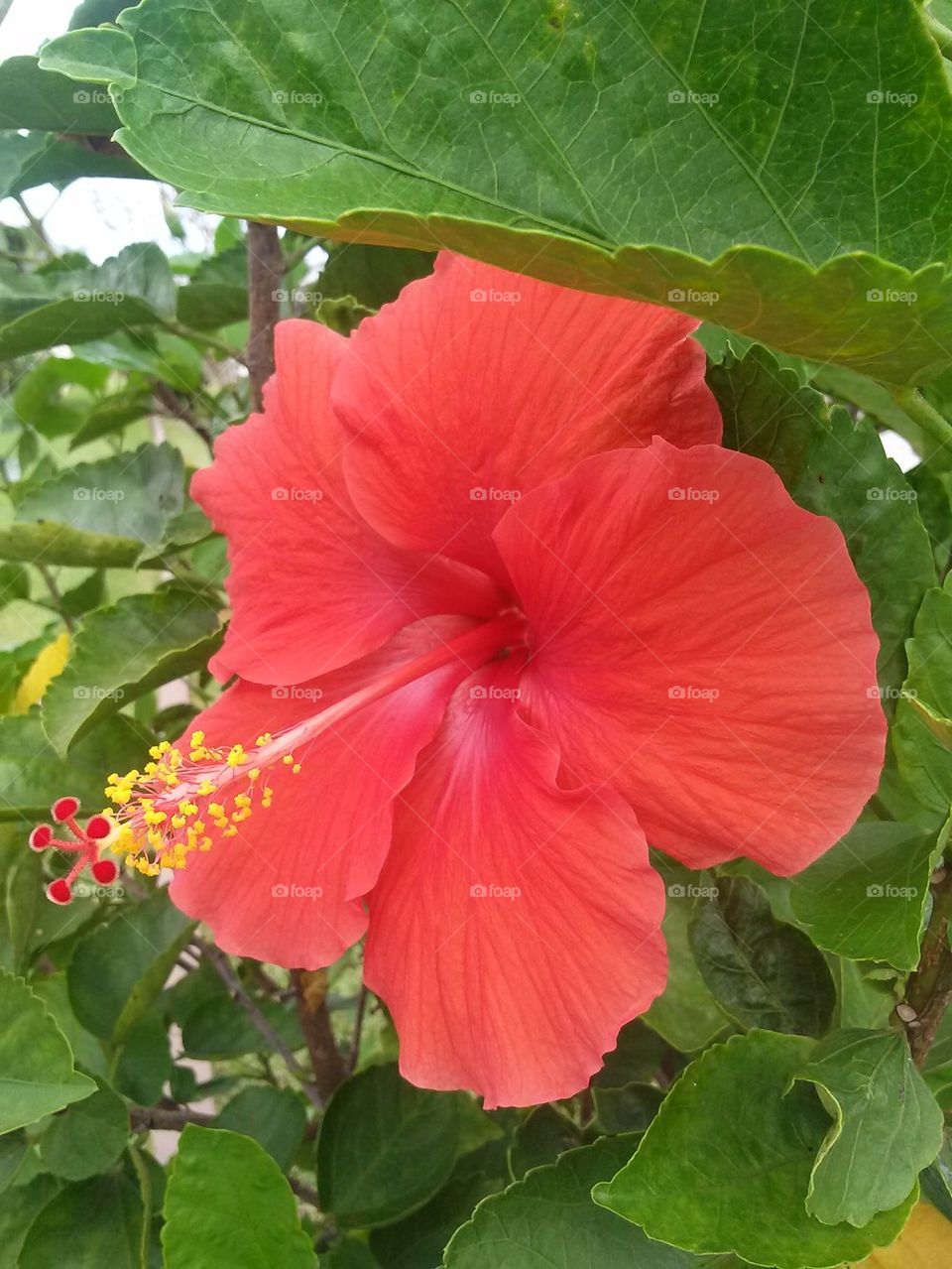 hi-profile hibiscus 