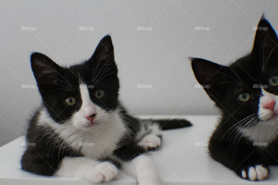 Black and white kitten looking at the camera