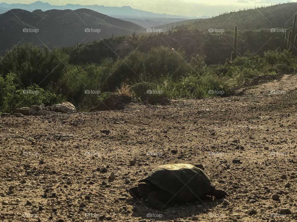 Road Trip - Wildlife .. when your stuck behind a slow driver