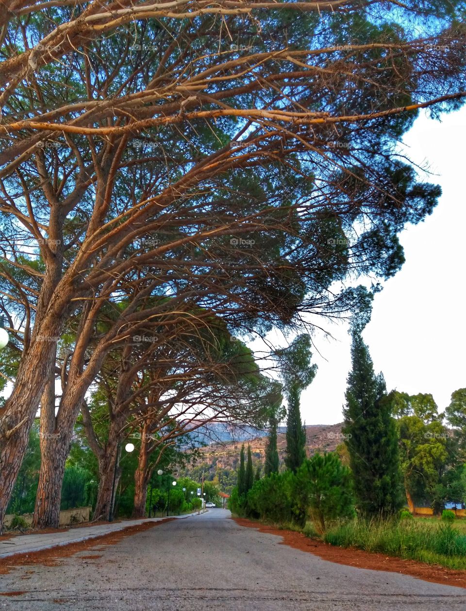 Walking among the trees!