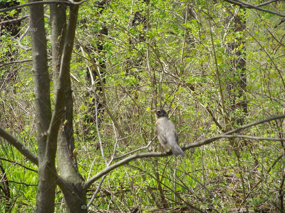 Photogenic Bird Again