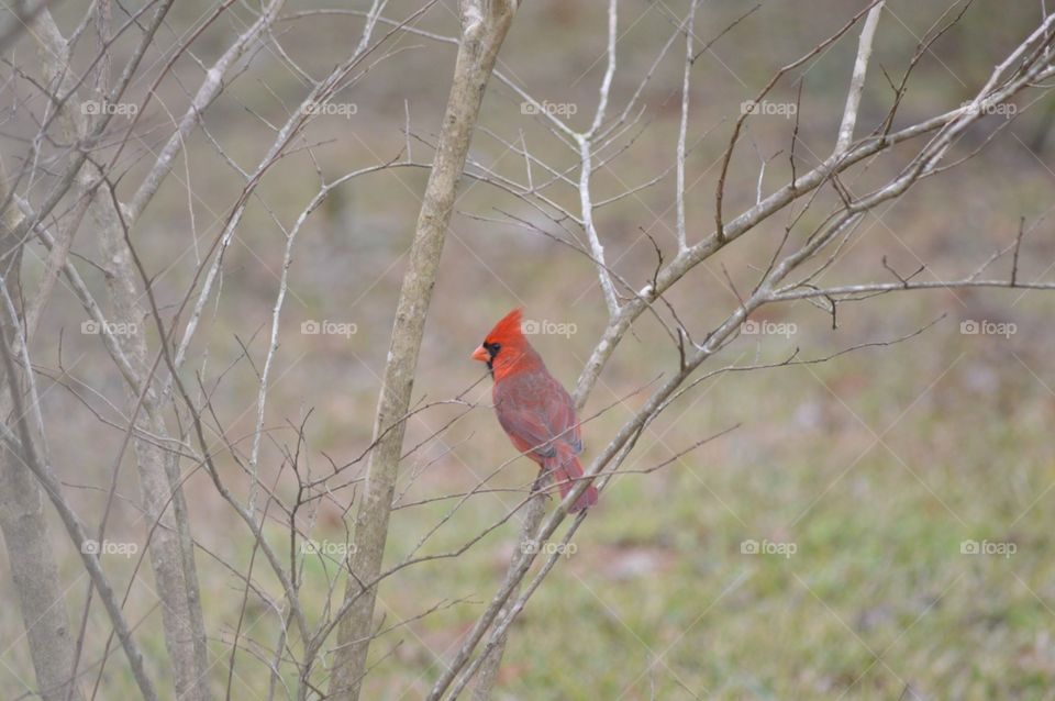Cardinal in a tree 