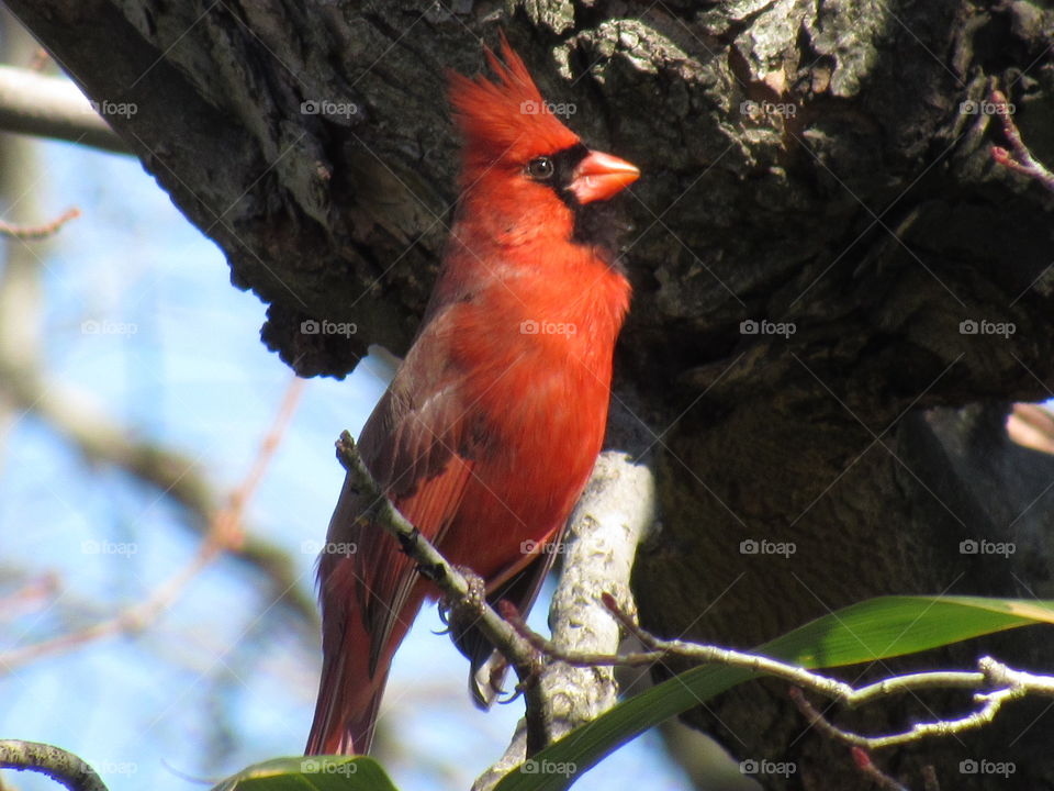 Cardinal in NJ 