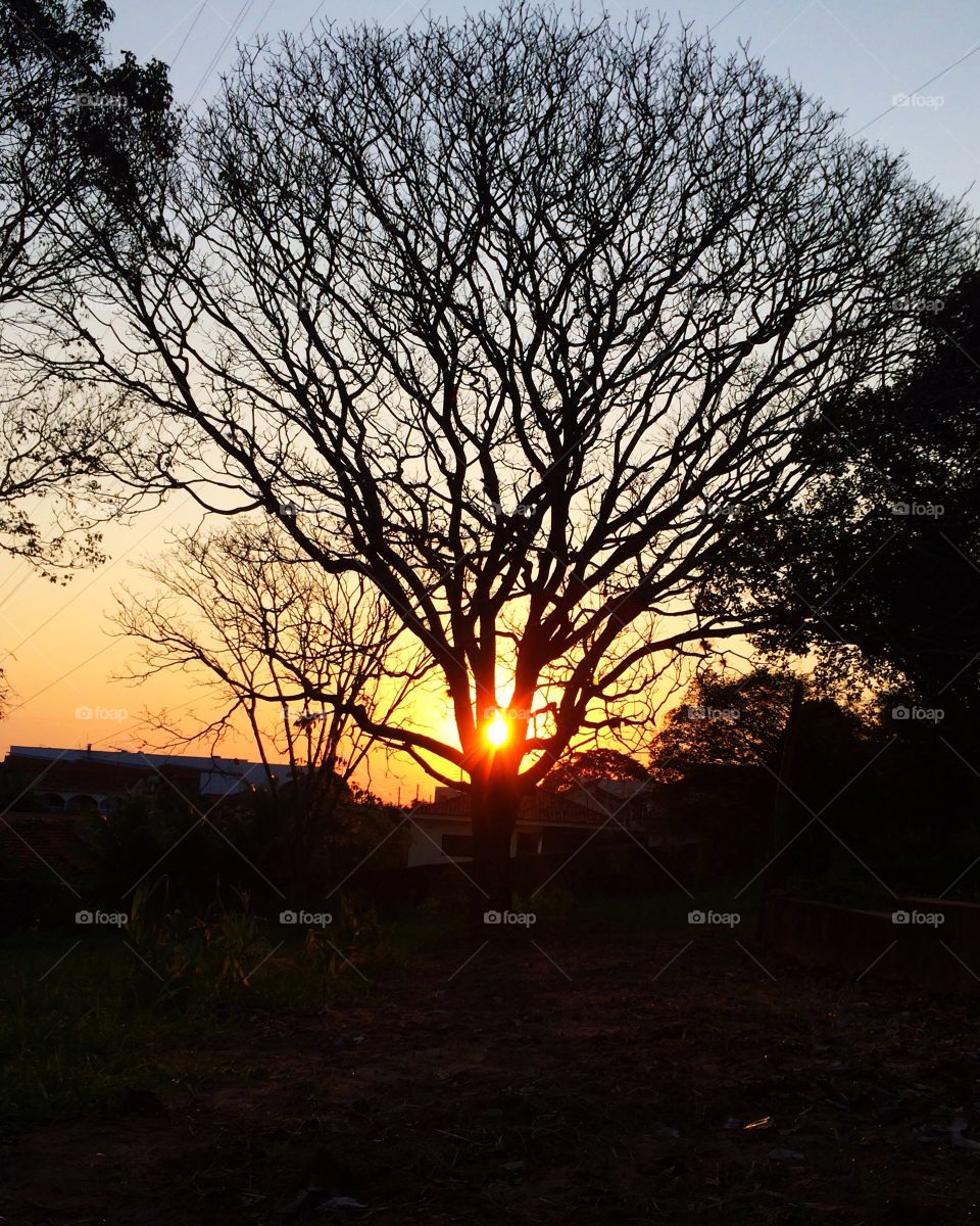 Twilight. Tree and sunset