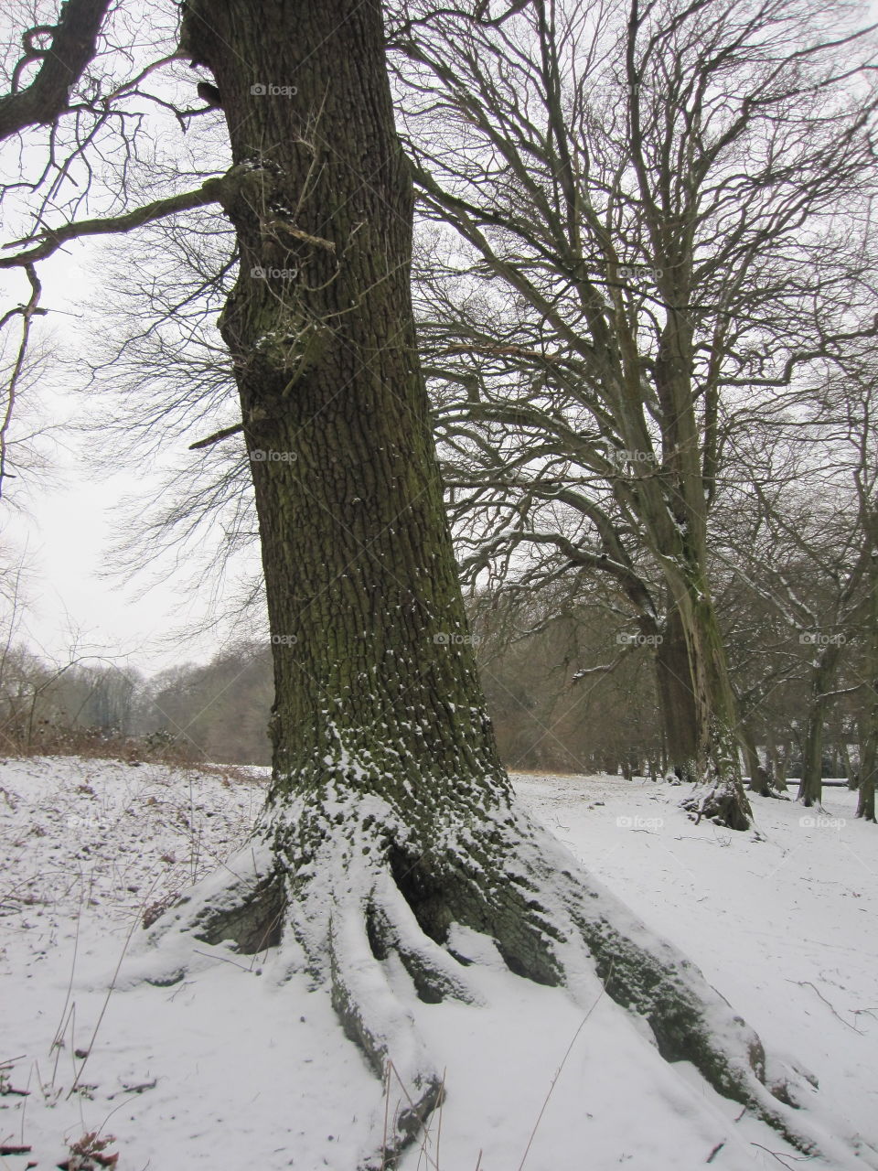 Winter, Tree, Snow, Wood, Landscape