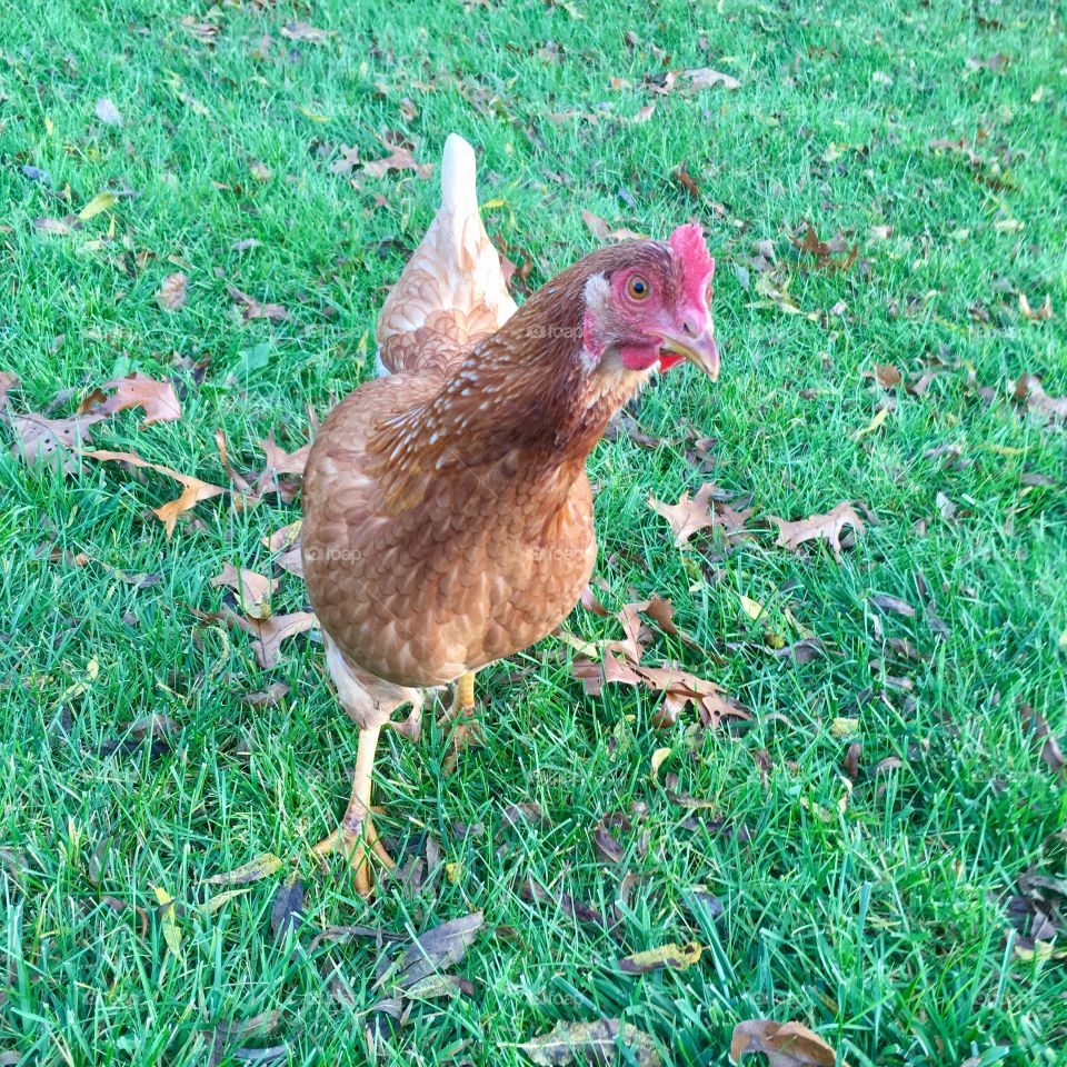 Curious chicken