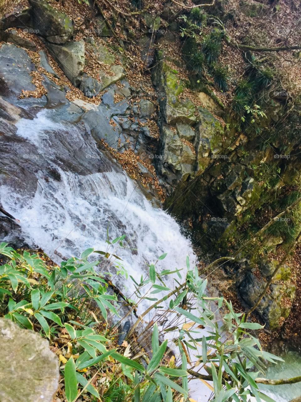 amazing stream in a forest