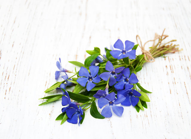 Periwinkle flowers 