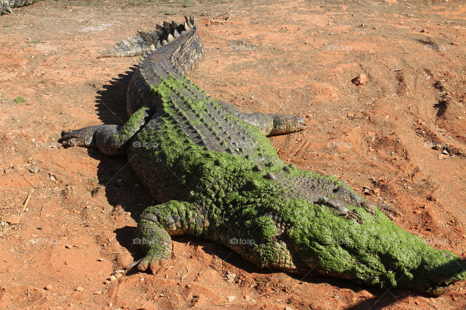 crocodile