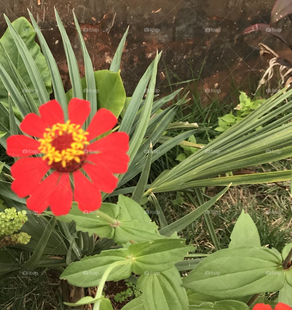 O destaque do meu jardim!!