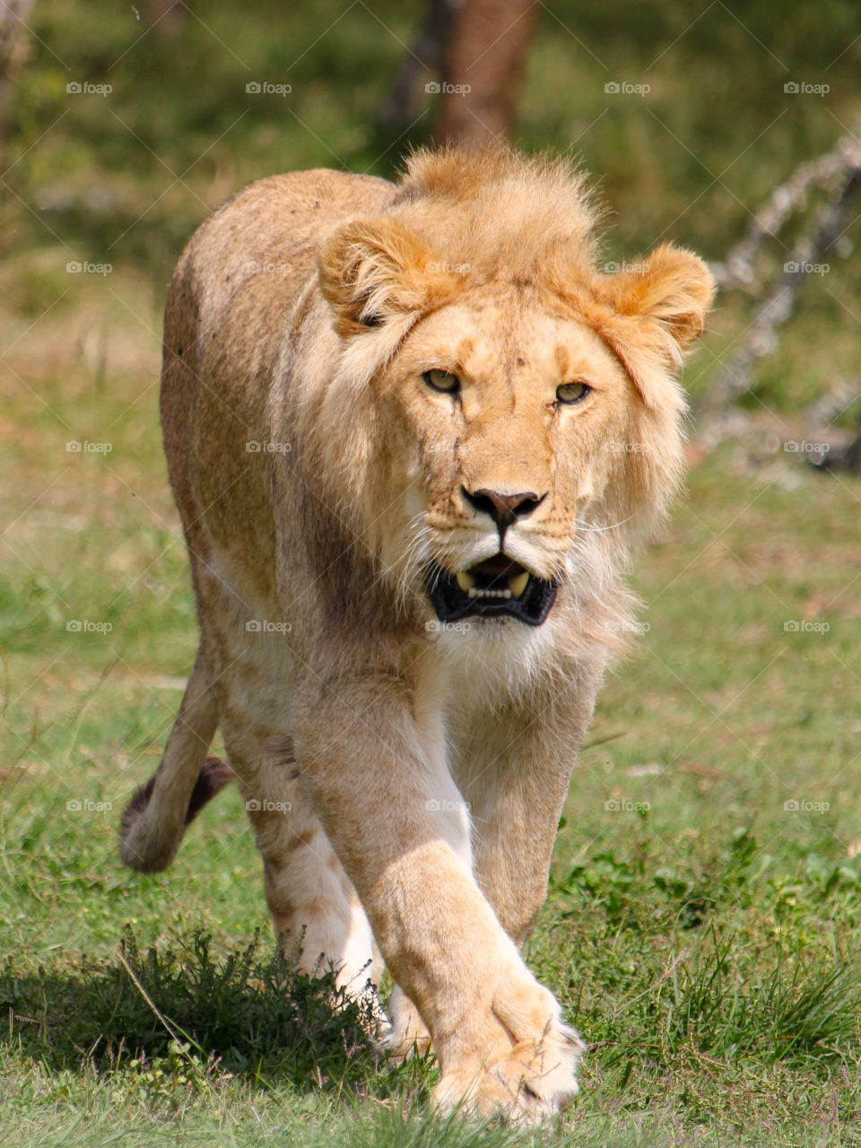 Lion walking towards the camera