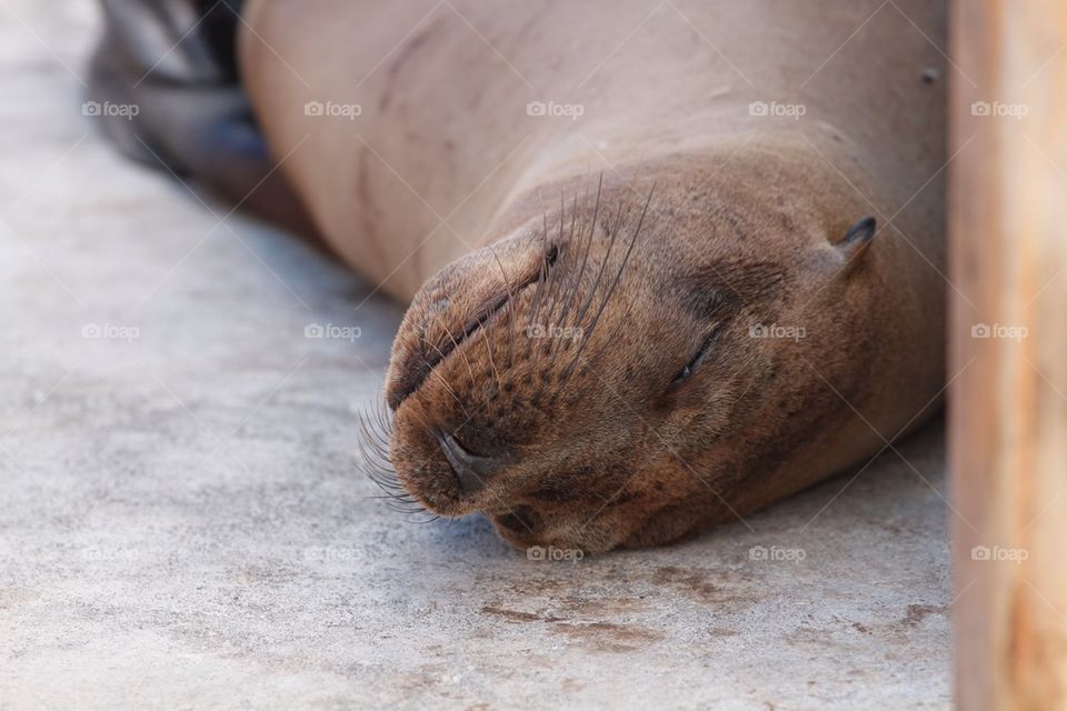 Sea lion at rest