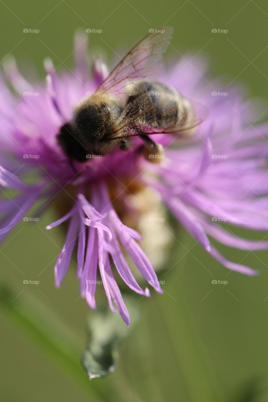 Bee and flower