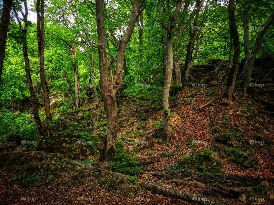 Green plant flower beauty nature greens outdoor horse wild portrait