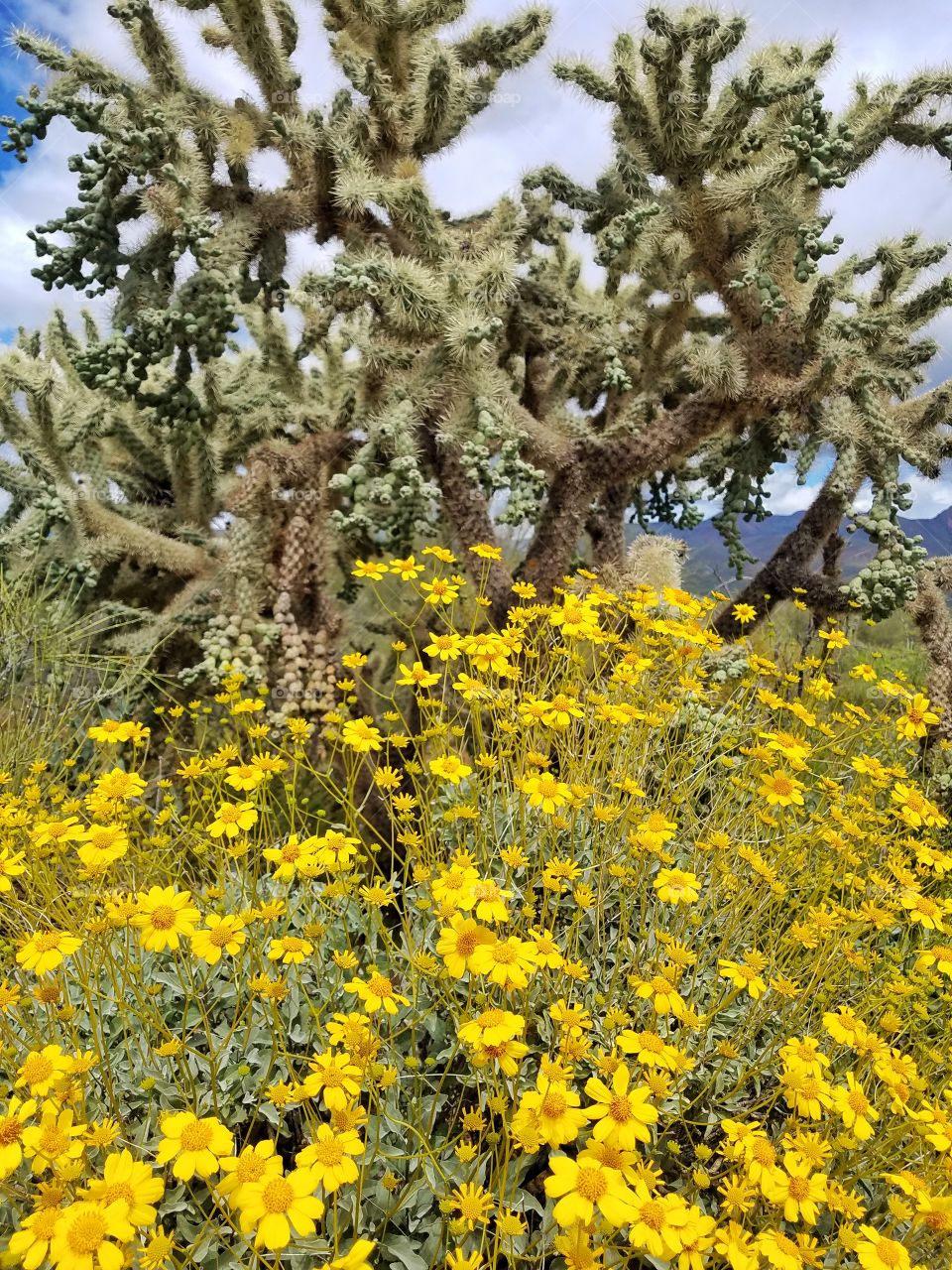 cactus yellow flower