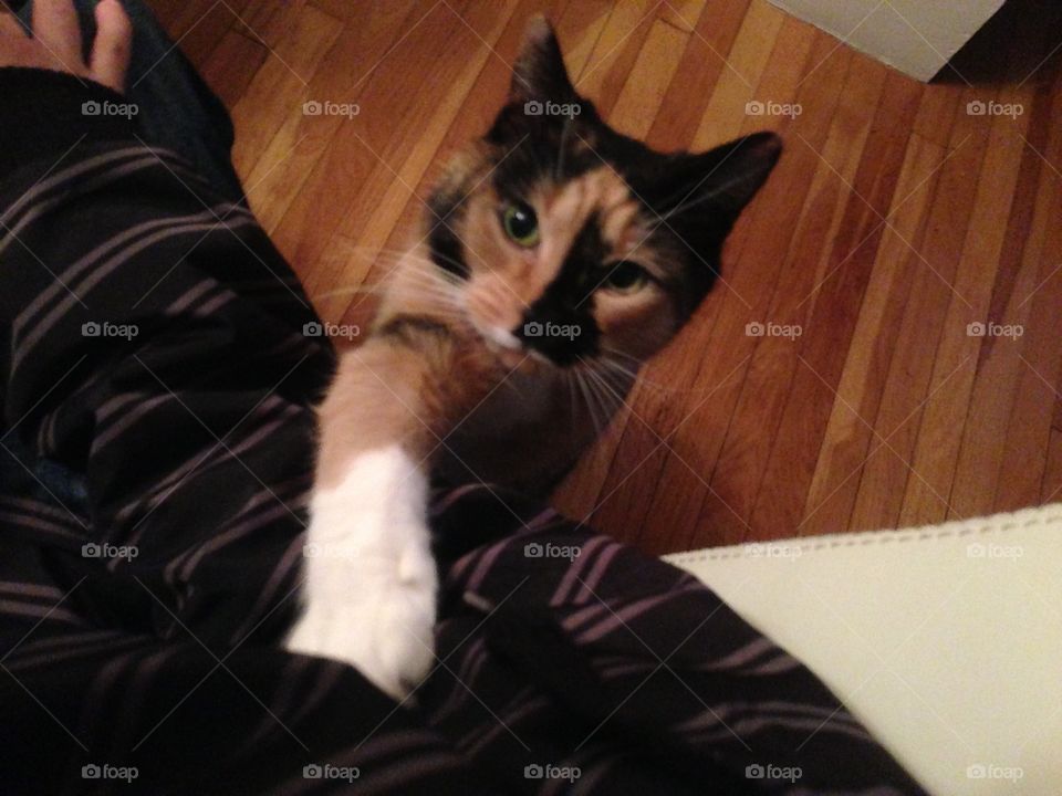 "Hey, human, could you give me attention, please?" 