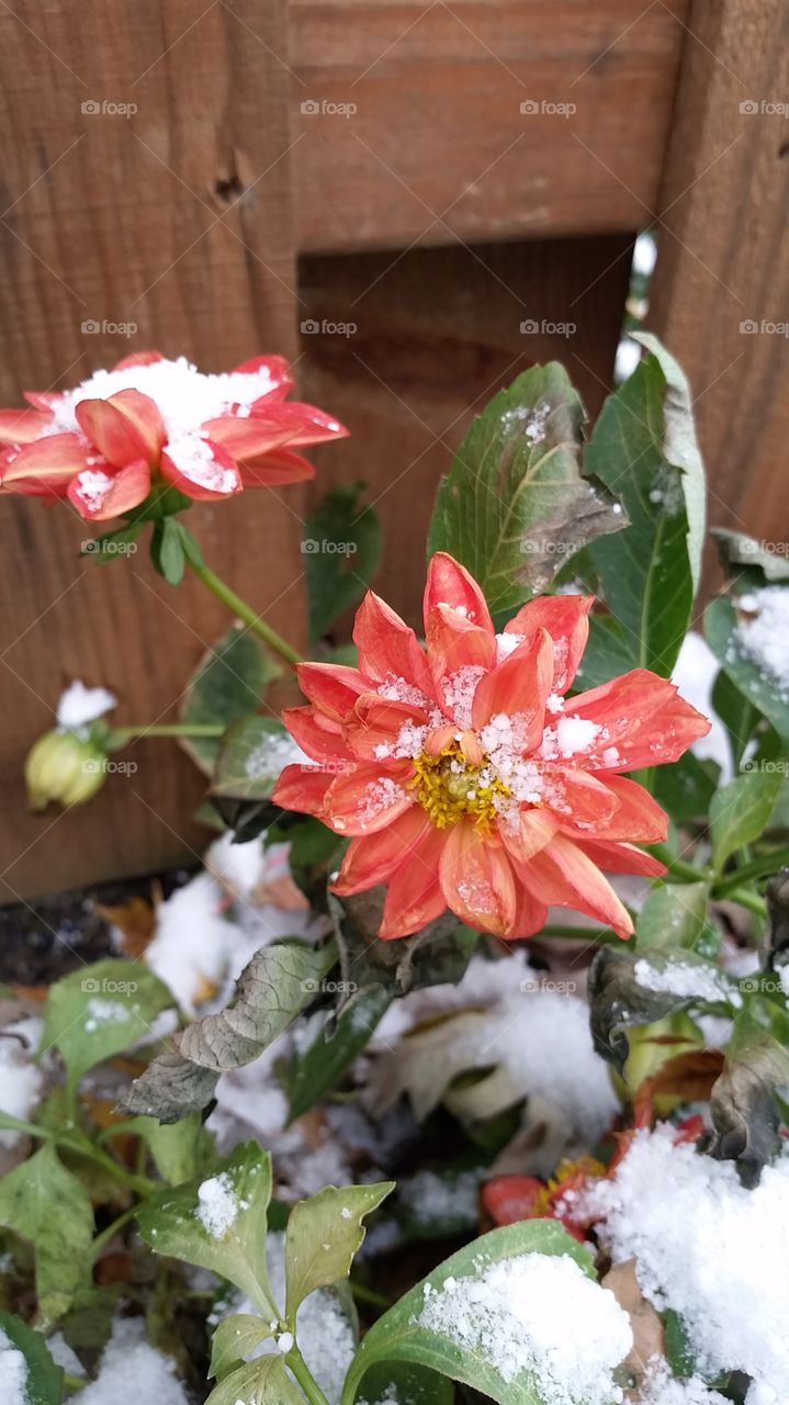 a Dahlia blossom covered in snow