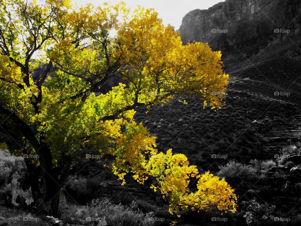 Vivid color pop of the golden fall foliage of a tree in the Grand Canyon in Arizona along the Bright Angel Trail. 