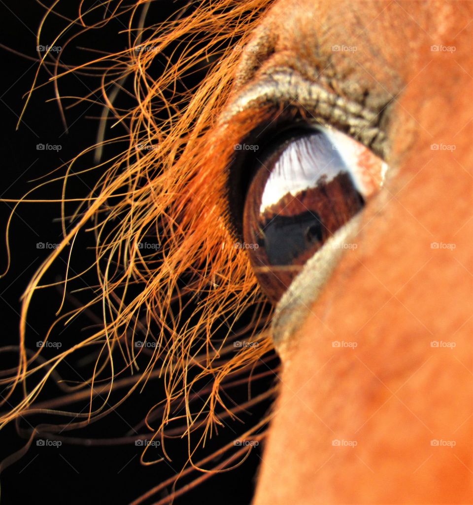 In the horse's eye